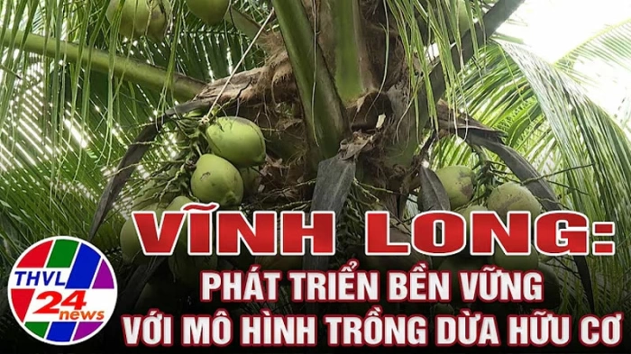 Vĩnh Long: Phát triển bền vững với mô hình trồng dừa hữu cơ