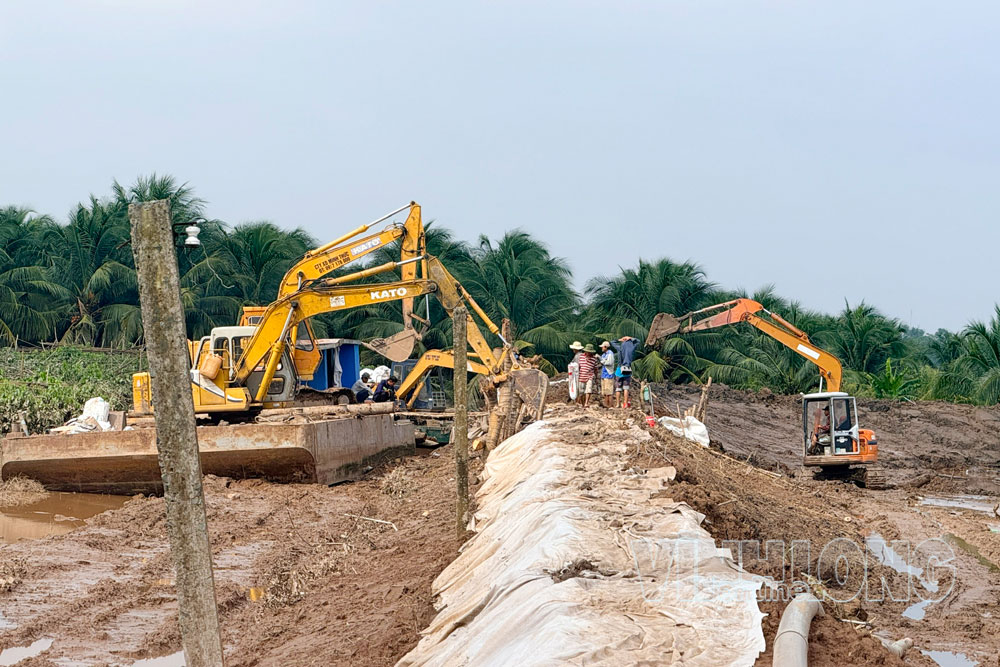 Các lực lượng khẩn trương gia cố điểm đê bao bị sạt lở tại cồn Cái Gà, xã Chợ Lách.

