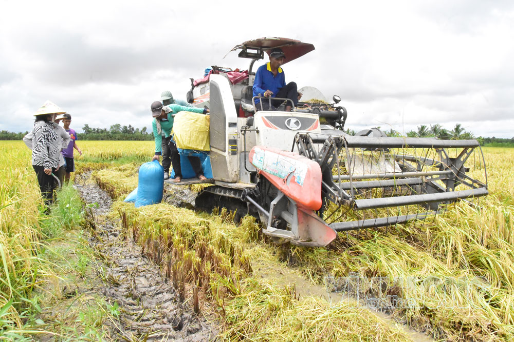 Máy gặt đập liên hợp của nông dân Trương Văn Hiền thu hoạch lúa ST25 trong vùng nguyên liệu liên kết tại xã Phong Thạnh.
Ảnh: MỸ NHÂN