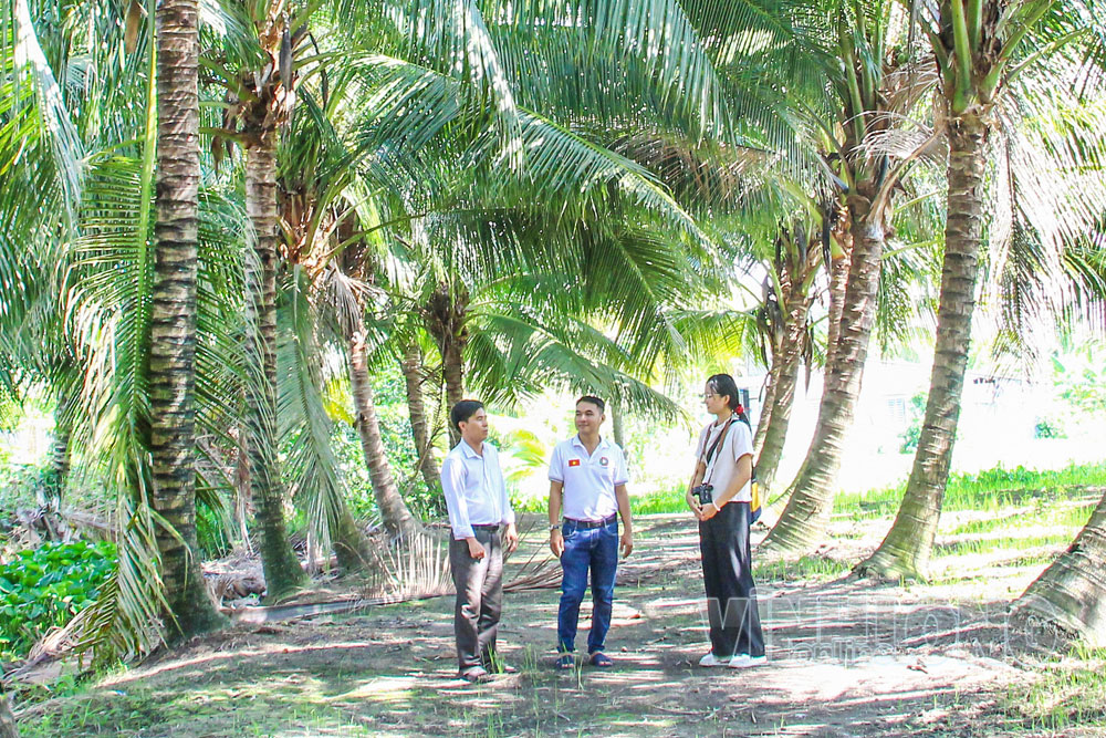 Nông dân từng bước thay đổi quy trình sản xuất để đáp ứng yêu cầu của thị trường. Trong ảnh: Nông dân trồng dừa tại xã Trung Hiệp.

