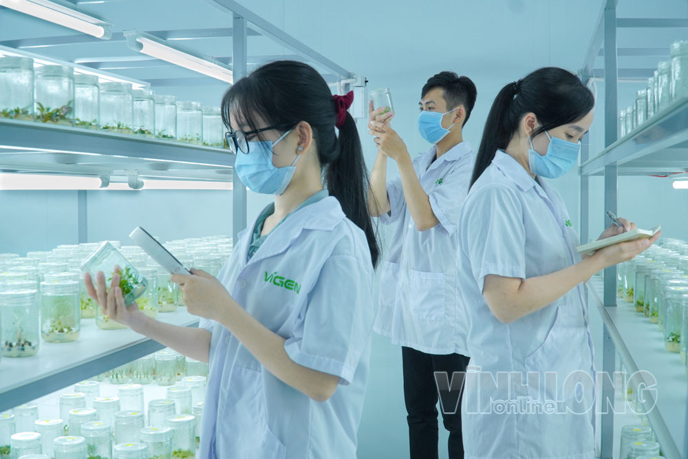 Ứng dụng công nghệ trong sản xuất giống cây trồng chất lượng cao. Trong ảnh: Công ty TNHH Công nghệ sinh học Vigen (xã Chợ Lách). Ảnh: THẢO LY

