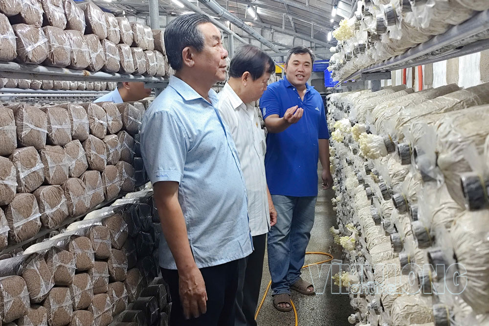 Mô hình nấm bào ngư an toàn gắn với liên kết tiêu thụ, nâng hiệu quả kinh tế trong sản xuất, hình thành vùng sản xuất tập trung, bảo đảm an toàn, chất lượng. Ảnh: MINH VỮNG

