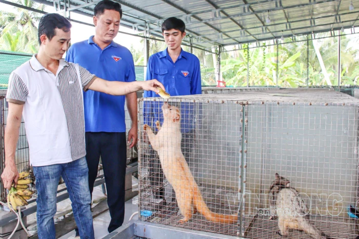 Vươn lên từ mô hình nuôi chồn hương
