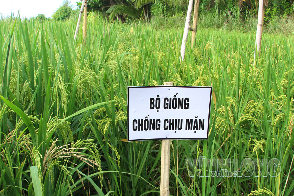 Cánh đồng lúa khảo nghiệm ở phường Thới An Đông (TP Cần Thơ).

