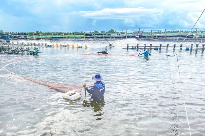 Thạnh Phong tập trung nguồn lực phát triển kinh tế biển