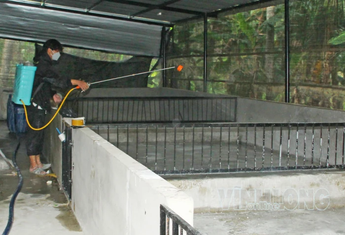Chủ động phòng bệnh dịch tả heo châu Phi