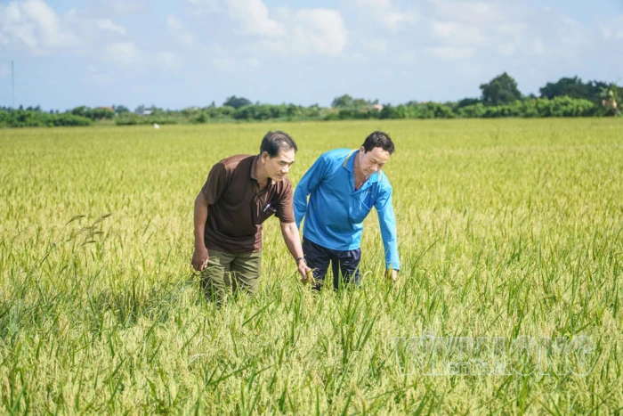 Ba Tri nâng giá trị nông sản từ liên kết sản xuất