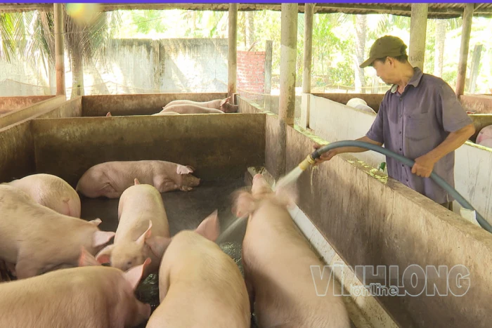 Xã Hương Mỹ chủ động phòng, chống dịch tả heo châu Phi