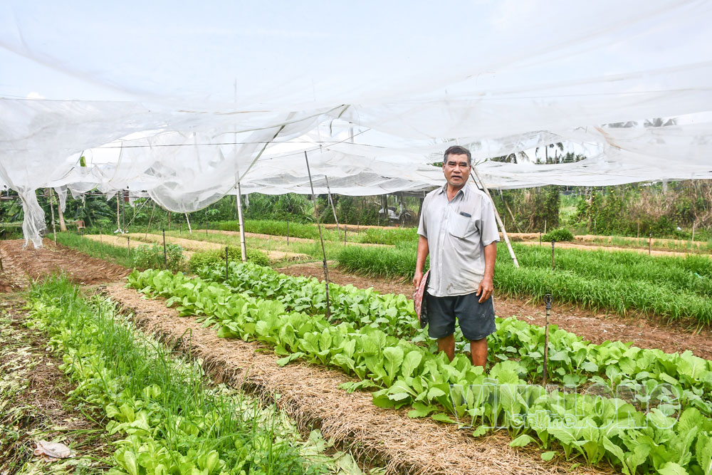 Ông Bùi Văn Thơ với mô hình rau hữu cơ được đánh giá có hiệu quả, có tính nhân rộng trên địa bàn xã.

