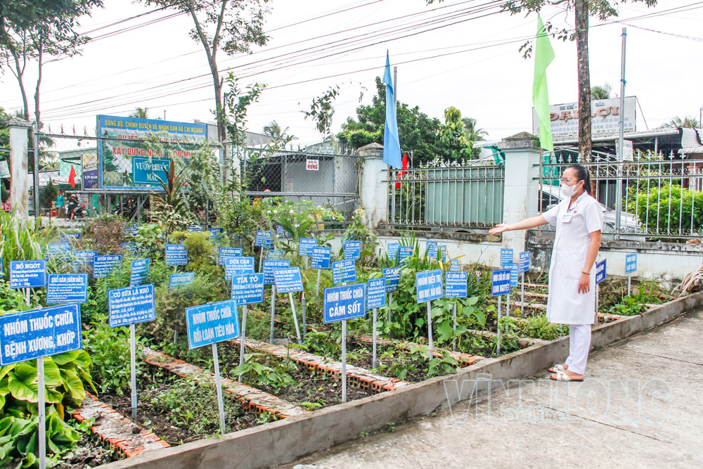 Mô hình “Vườn thuốc nam cộng đồng” tại Trạm Y tế xã Cái Ngang. Ảnh: THÚY QUYÊN

