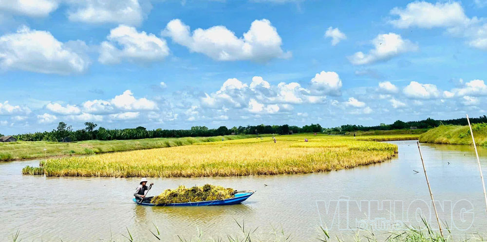 Mô hình sản xuất lúa - tôm của Hợp tác xã Nông nghiệp Long Hiệp (huyện Trà Cú, tỉnh Trà Vinh) mang lại hiệu quả
về kinh tế, môi trường và xã hội.

