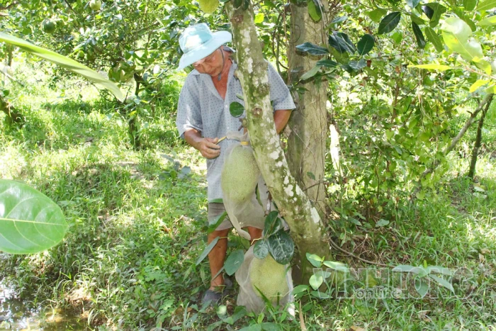 Nguy cơ hạn, mặn đến sớm, chủ động bảo vệ sản xuất
