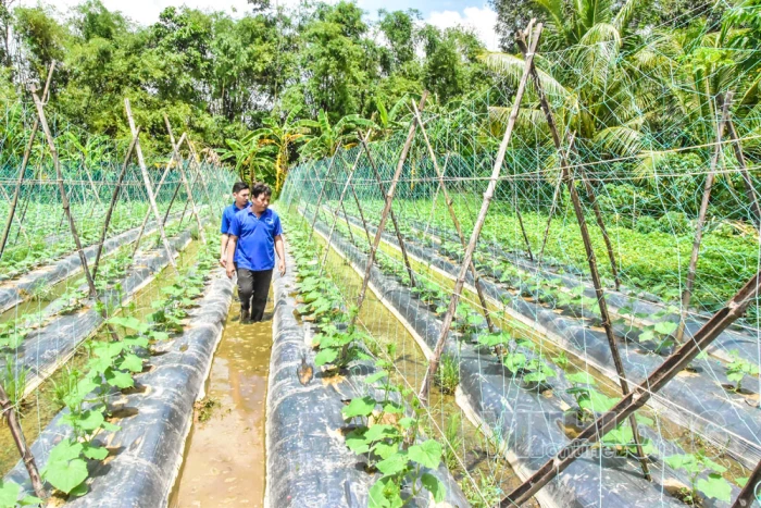 Kinh tế tập thể nâng hiệu quả sản xuất và liên kết tiêu thụ nông sản