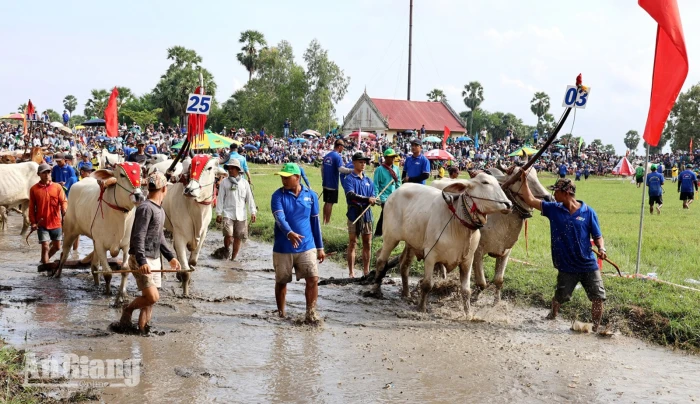 Khai mạc Hội đua bò Bảy Núi tranh cúp Truyền hình An Giang (ATV) lần thứ 31