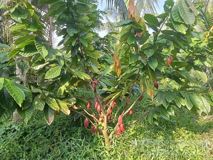 Phú Túc khôi phục và phát triển cây ca cao