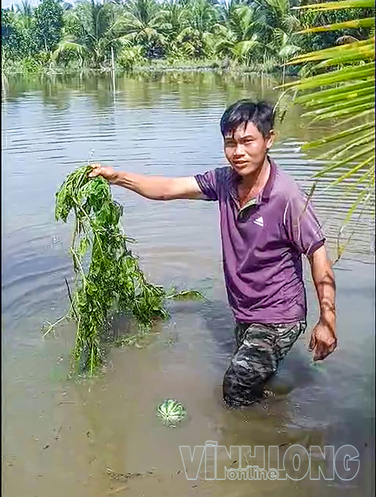 Ruộng dưa hấu của người dân bị ngập nước sau sự cố.