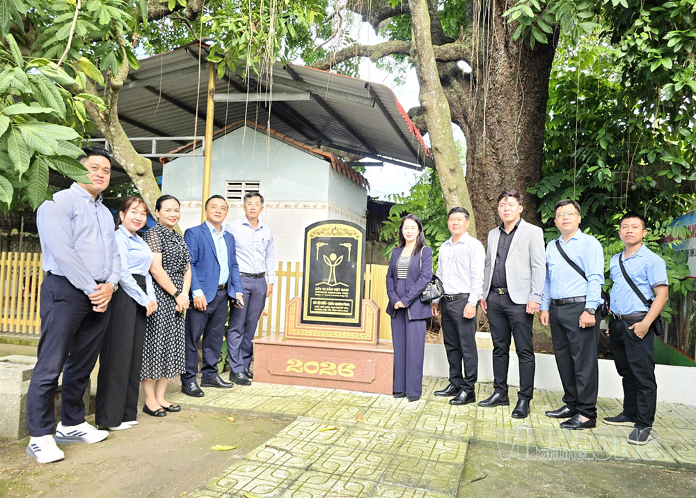 Tham quan, tìm hiểu Cây di sản Việt Nam cây gội nước hơn 200 năm tuổi tại khu phố Mỹ Tân, phường Bến Tre.