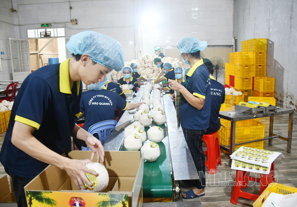 Dừa  gọt hình kim cương xuất khẩu, tại  Công  ty  TNHH Dừa Hào Quang, xã  Phú  Túc. ẢNH: CẨM TRÚC
