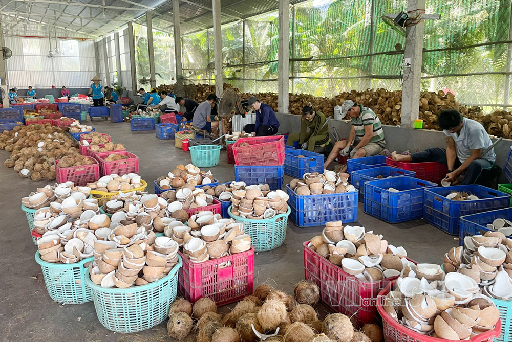 Sơ chế dừa nguyên liệu tại HTX Nông nghiệp Thới Thạnh. Ảnh: CẨM TRÚC