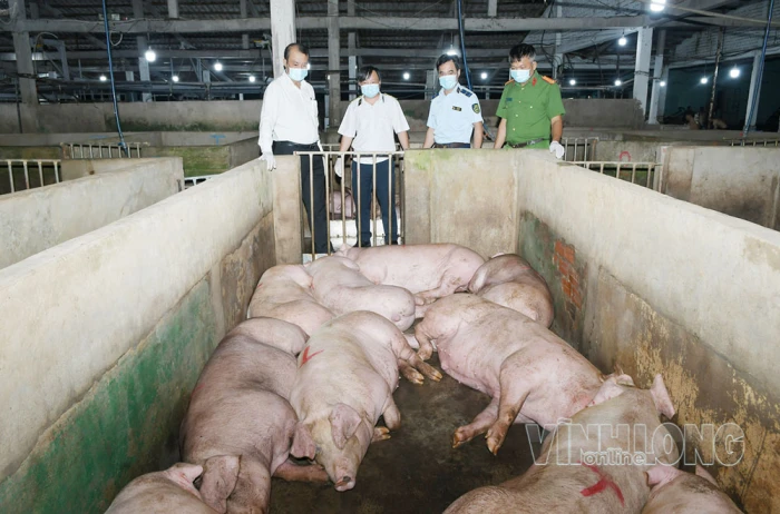 Tăng cường kiểm tra phòng, chống bệnh dịch tả heo châu Phi
