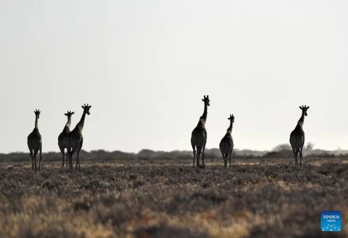 Cháy rừng ảnh hưởng đến 16% diện tích Vườn quốc gia Etosha nổi tiếng của Namibia