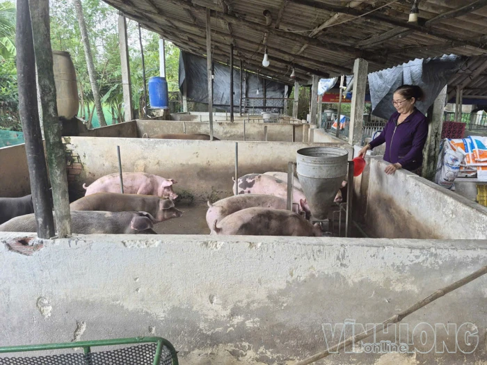 Giá heo hơi xuống thấp, người nuôi thu hẹp đàn
