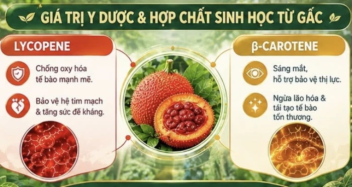 Dược chất bảo vệ tim mạch có trong quả gấc Việt Nam