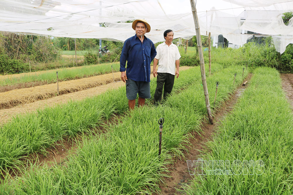 Mô hình trồng rau màu đạt OCOP  của hộ ông Bùi Văn Thơ (ấp An Bình 2).