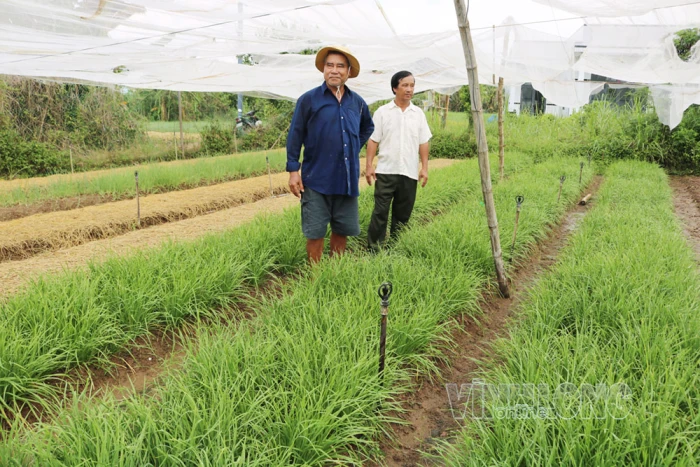 Tân Thủy phát triển nhiều mô hình rau an toàn