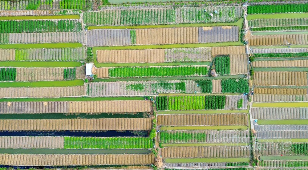 Bản hòa âm đầy sắc màu trên đồng rau Phước Hậu.