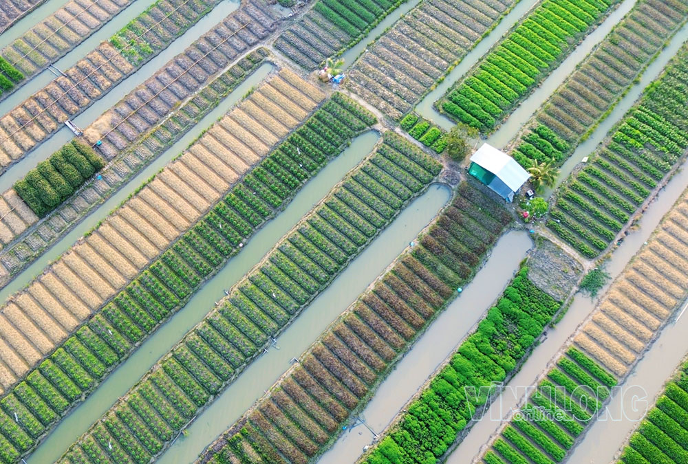 Những luống rau nối tiếp nhau tạo thành các đường nét nhịp nhàng, điểm xuyết bởi lối đi và bờ liếp. Bức tranh mang vẻ đẹp bình dị, thể hiện sự cần mẫn của người nông dân.