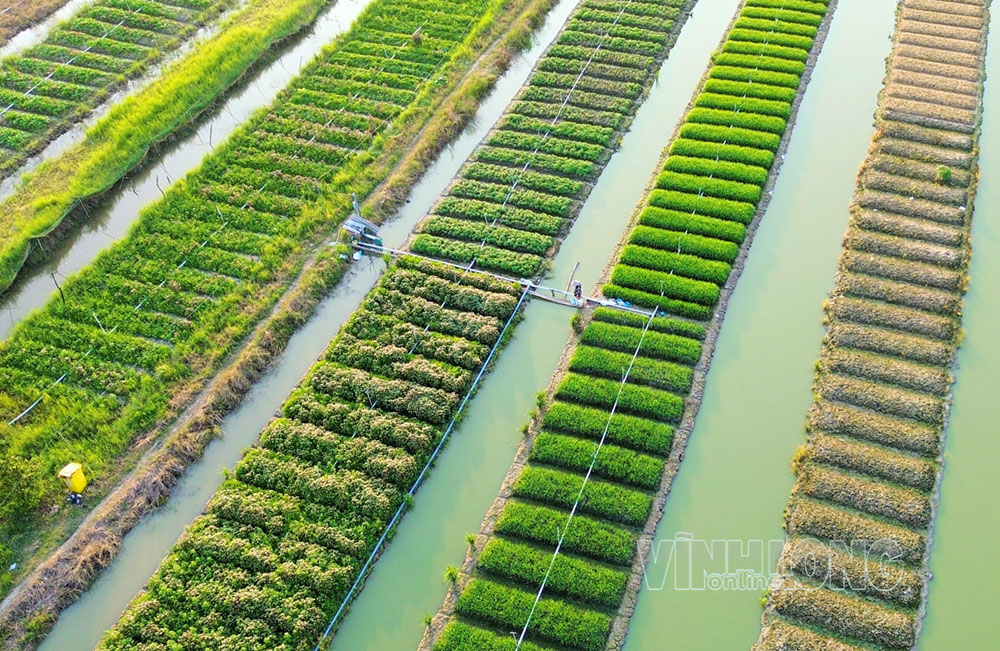 Những luống rau xanh mướt trải dài dưới ánh nắng ban mai, mang đến vẻ tươi mới cho đồng rau Phước Hậu.