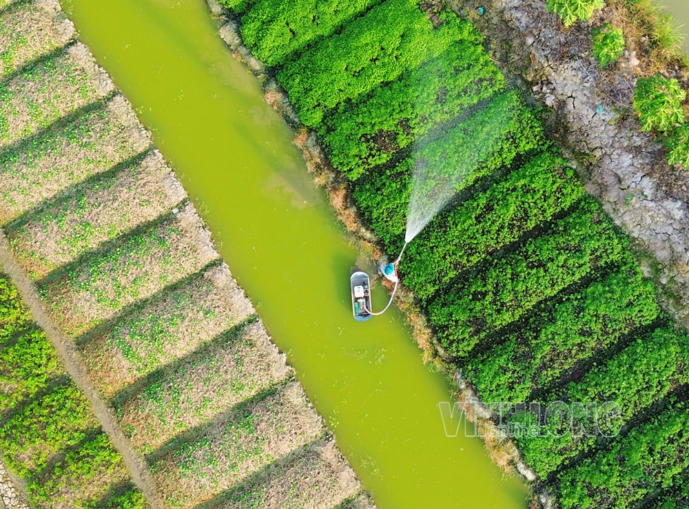 Người nông dân tỉ mỉ chăm sóc rau. Những công việc bình dị, diễn ra hằng ngày là một phần quan trọng trong hành trình tạo ra sản phẩm rau an toàn phục vụ người tiêu dùng.