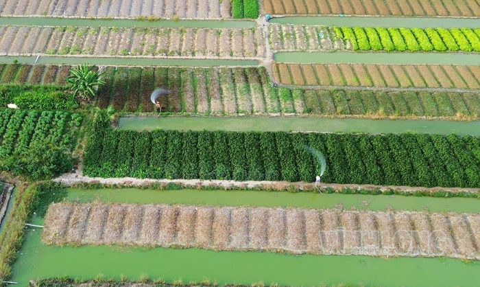 Sắc màu trên cánh đồng rau Phước Hậu