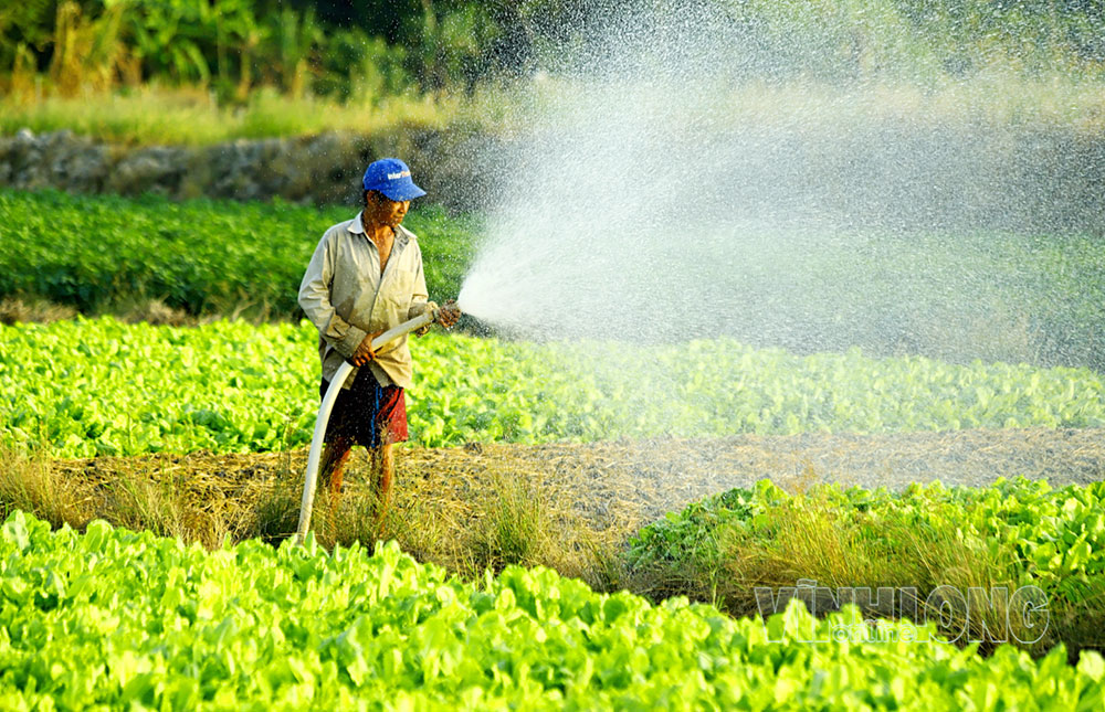 Mỗi luống rau là thành quả lao động, đồng thời là nguồn sinh kế gắn bó với nhà nông.