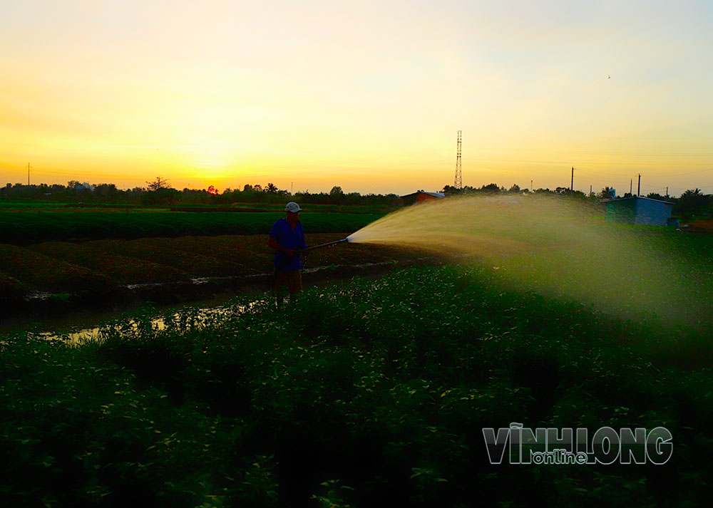Phía sau những luống rau là công sức người nông dân và kỳ vọng về hướng sản xuất an toàn, ổn định, bền vững.
