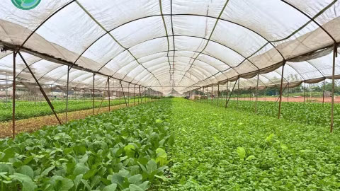Tham gia dự án, chất lượng rau, quả tại Hợp tác xã rau quả sạch Chúc Sơn (Hà Nội) được nâng lên. (Ảnh: HOÀNG VĂN THÁM)