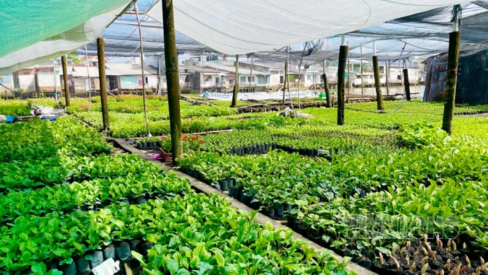 Sức sống ở xóm bầu cải phường Đông Thành