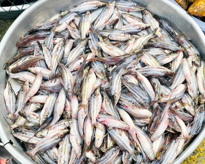 Nghề làm mắm ở vùng biên giới Ba Chúc