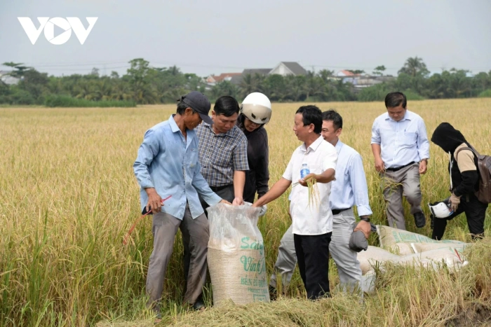 Mô hình liên kết sản xuất lúa công nghệ cao, giảm phát thải ở Đồng Tháp