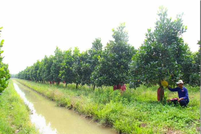 Bảo vệ sản xuất cây ăn trái trước triều cường