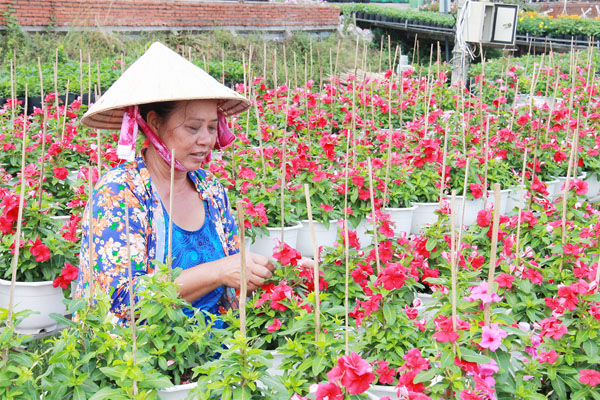 Làng hoa Sa Đéc có trên 946ha với khoảng 4.000 hộ trồng hoa kiểng.

