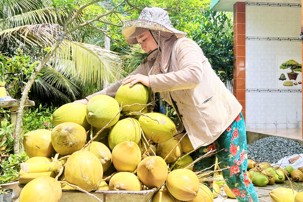 Sau thời gian dài giữ giá cao, giá dừa tươi và dừa khô đang giảm sâu.