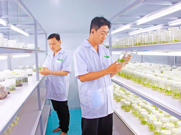 Nhiều giống cây trồng mới đã chọn tạo, nghiên cứu thích ứng biến đổi khí hậu.