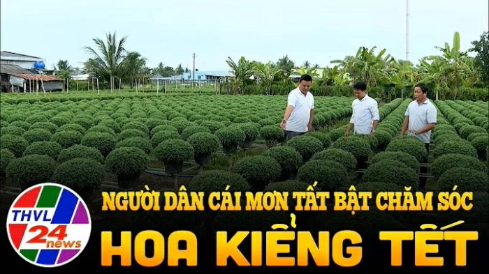 Người dân Cái Mơn tất bật chăm sóc hoa kiểng Tết