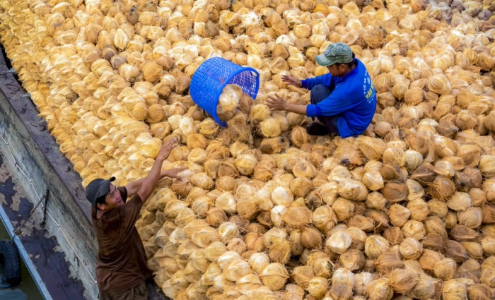 Giá dừa giảm vì “điểm nghẽn kỹ thuật”, không phải khủng hoảng thị trường