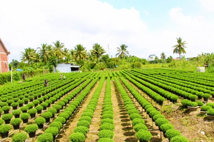 179 tổ hợp tác, hợp tác xã tham gia vào chuỗi giá trị các sản phẩm nông nghiệp chủ lực