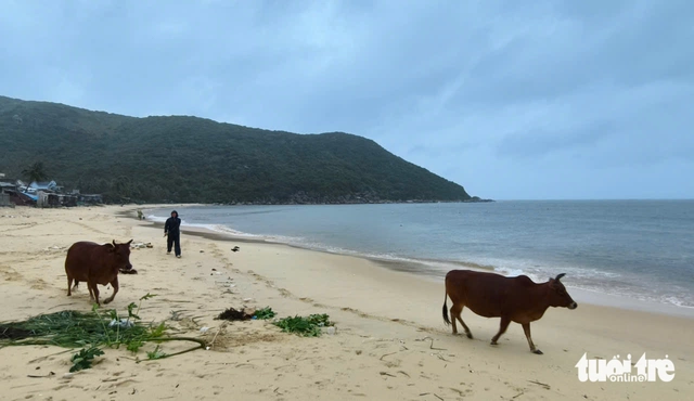 Người dân đưa bò đi tránh bão ở thôn Từ Nham, phường Sông Cầu - Ảnh: TRUNG TÂN