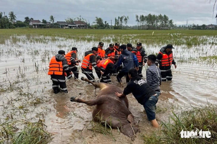 Cảnh sát cơ động Tây Nguyên thuộc Bộ Công an kéo gia súc chết sau lũ đưa đi chôn, đảm bảo vệ sinh - Ảnh: TÂM AN

