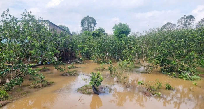 Triều cường gây ngập sâu nhiều diện tích cây trồng